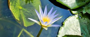 Preview wallpaper water lily, water, leaves, mud, drops, green