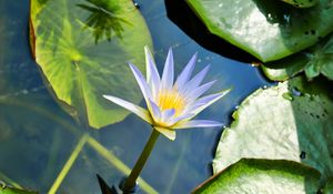 Preview wallpaper water lily, water, leaves, mud, drops, green