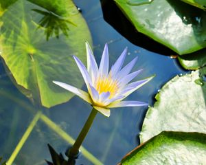 Preview wallpaper water lily, water, leaves, mud, drops, green