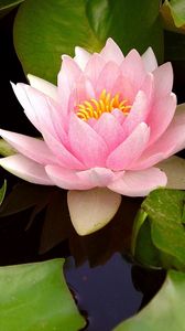 Preview wallpaper water lily, water, leaves, bud, close-up