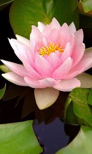 Preview wallpaper water lily, water, leaves, bud, close-up