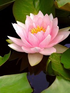 Preview wallpaper water lily, water, leaves, bud, close-up