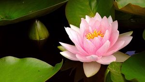 Preview wallpaper water lily, water, leaves, bud, close-up