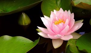 Preview wallpaper water lily, water, leaves, bud, close-up