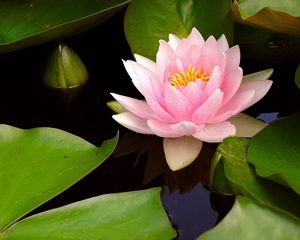 Preview wallpaper water lily, water, leaves, bud, close-up