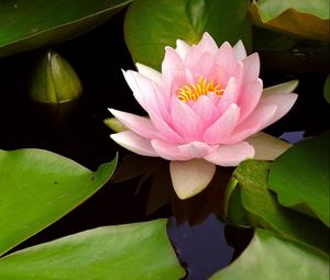 Preview wallpaper water lily, water, leaves, bud, close-up