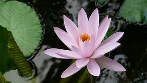 Preview wallpaper water lily, water, leaves, close-up