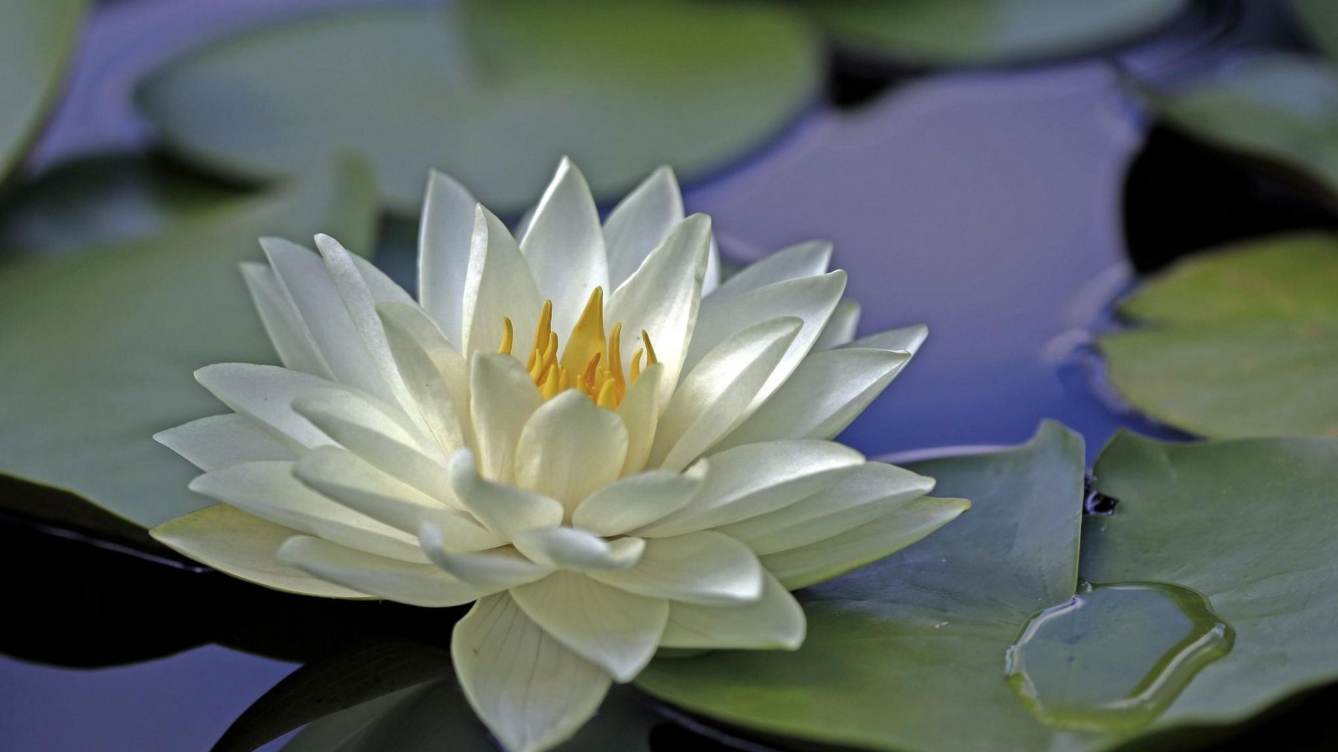 Download Wallpaper 1920x1080 Water Lily, Water, Leaves, Surface Full Hd 