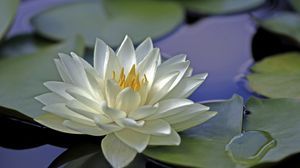 Water lily wallpapers hd, desktop backgrounds, images and pictures