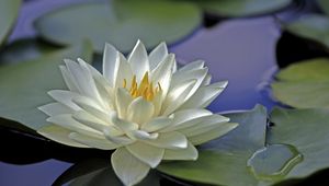 Preview wallpaper water lily, water, leaves, surface