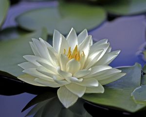 Preview wallpaper water lily, water, leaves, surface