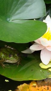 Preview wallpaper water lily, water, marsh, leaf, frog