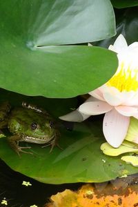 Preview wallpaper water lily, water, marsh, leaf, frog