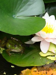 Preview wallpaper water lily, water, marsh, leaf, frog