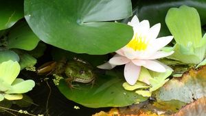 Preview wallpaper water lily, water, marsh, leaf, frog