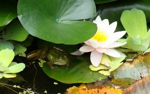Preview wallpaper water lily, water, marsh, leaf, frog