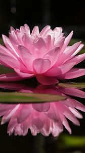 Preview wallpaper water lily, water, reflection, green, swamp, surface