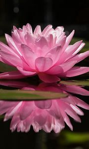 Preview wallpaper water lily, water, reflection, green, swamp, surface