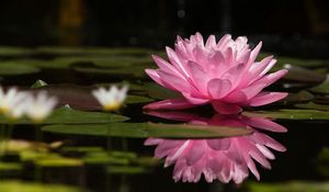 Preview wallpaper water lily, water, reflection, green, swamp, surface