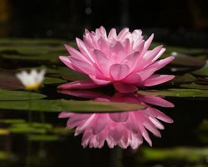 Preview wallpaper water lily, water, reflection, green, swamp, surface