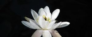 Preview wallpaper water lily, water, reflection, night