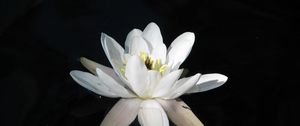 Preview wallpaper water lily, water, reflection, night