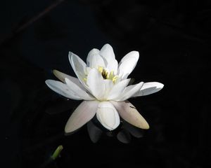 Preview wallpaper water lily, water, reflection, night