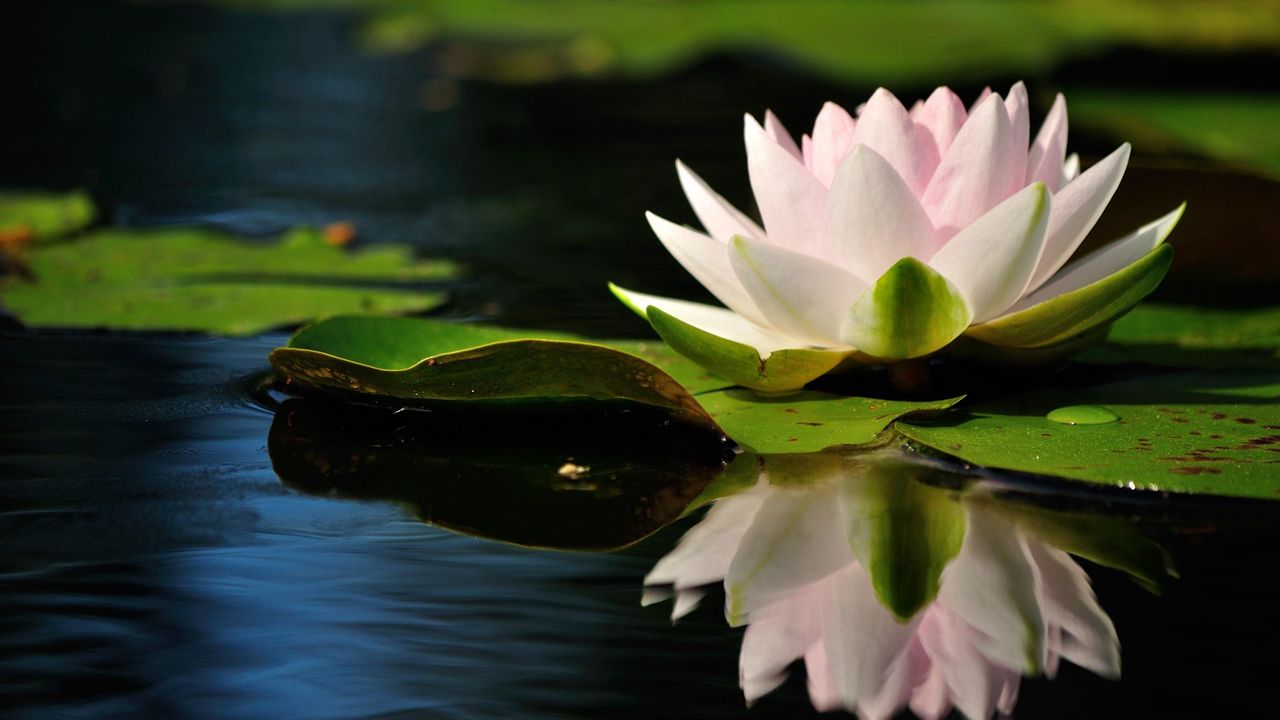 Wallpaper water lily, water, reflection, quiet, leaves