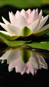 Preview wallpaper water lily, water, reflection, quiet, leaves