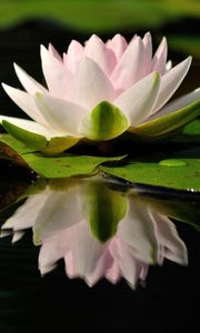 Preview wallpaper water lily, water, reflection, quiet, leaves