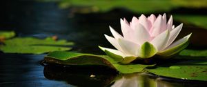 Preview wallpaper water lily, water, reflection, quiet, leaves
