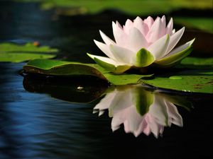 Preview wallpaper water lily, water, reflection, quiet, leaves