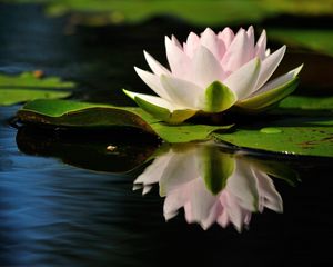 Preview wallpaper water lily, water, reflection, quiet, leaves