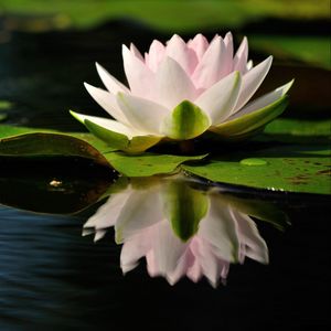 Preview wallpaper water lily, water, reflection, quiet, leaves