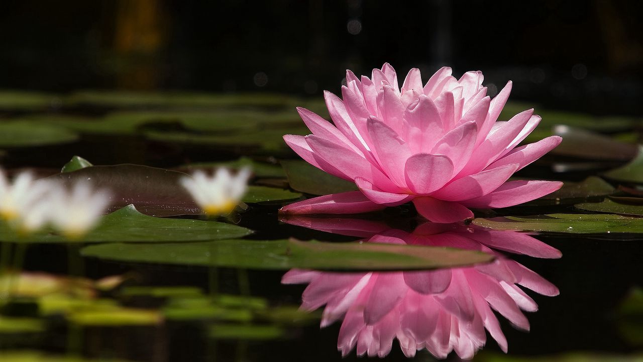 Wallpaper water lily, water, reflection, green, swamp, surface hd ...