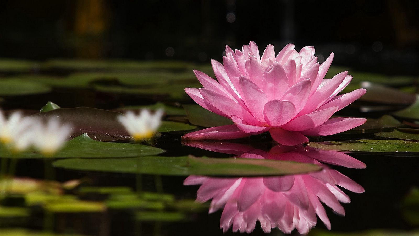 Download wallpaper 1600x900 water lily, water, reflection, green, swamp ...