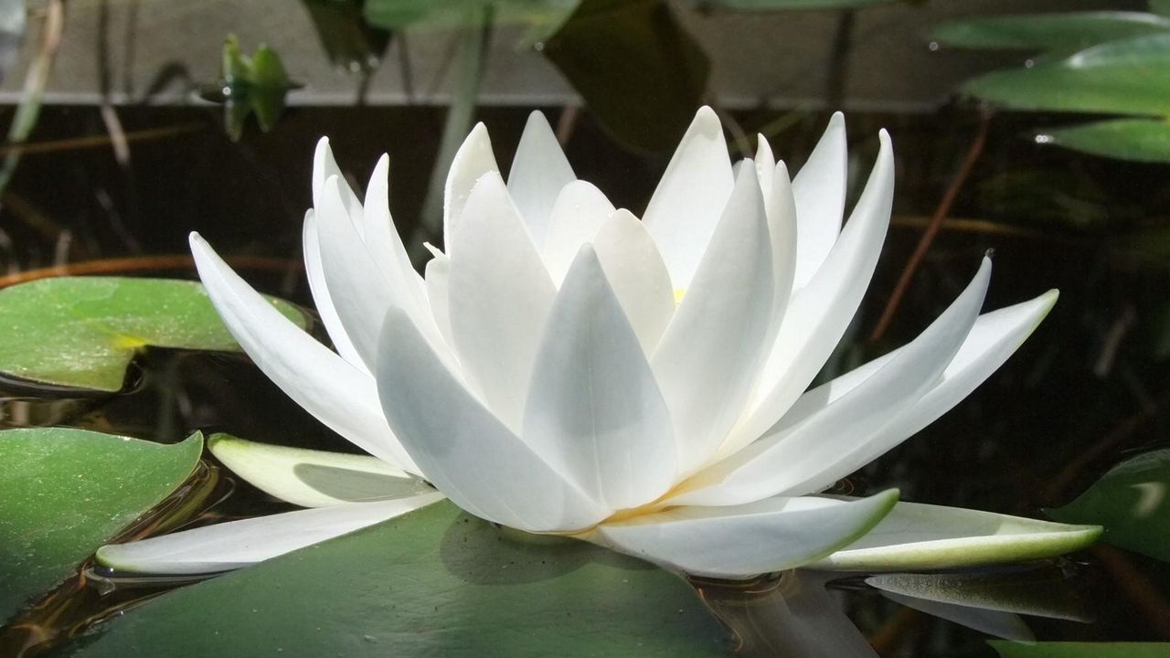 Wallpaper water lily, water, reflections, leaves, smooth surface