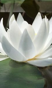 Preview wallpaper water lily, water, reflections, leaves, smooth surface