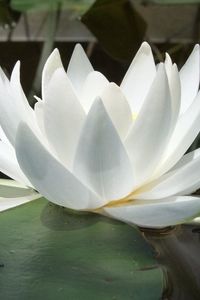 Preview wallpaper water lily, water, reflections, leaves, smooth surface