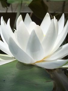 Preview wallpaper water lily, water, reflections, leaves, smooth surface