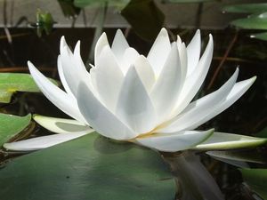 Preview wallpaper water lily, water, reflections, leaves, smooth surface