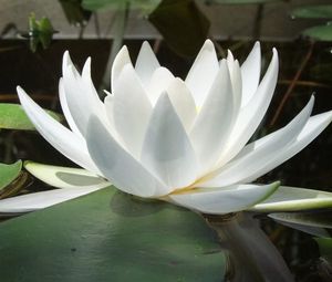 Preview wallpaper water lily, water, reflections, leaves, smooth surface