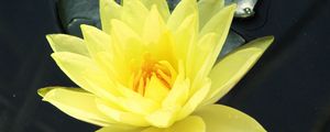 Preview wallpaper water lily, water, yellow, leaf, close-up