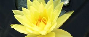 Preview wallpaper water lily, water, yellow, leaf, close-up