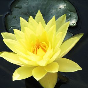 Preview wallpaper water lily, water, yellow, leaf, close-up