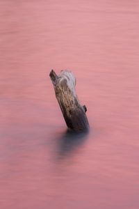 Preview wallpaper water, log, pink, minimalism, nature