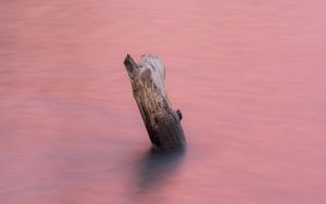 Preview wallpaper water, log, pink, minimalism, nature