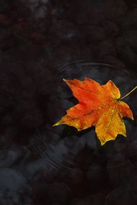 Preview wallpaper water, maple leaf, autumn, maple