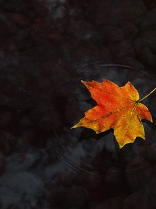 Preview wallpaper water, maple leaf, autumn, maple