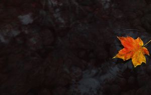 Preview wallpaper water, maple leaf, autumn, maple